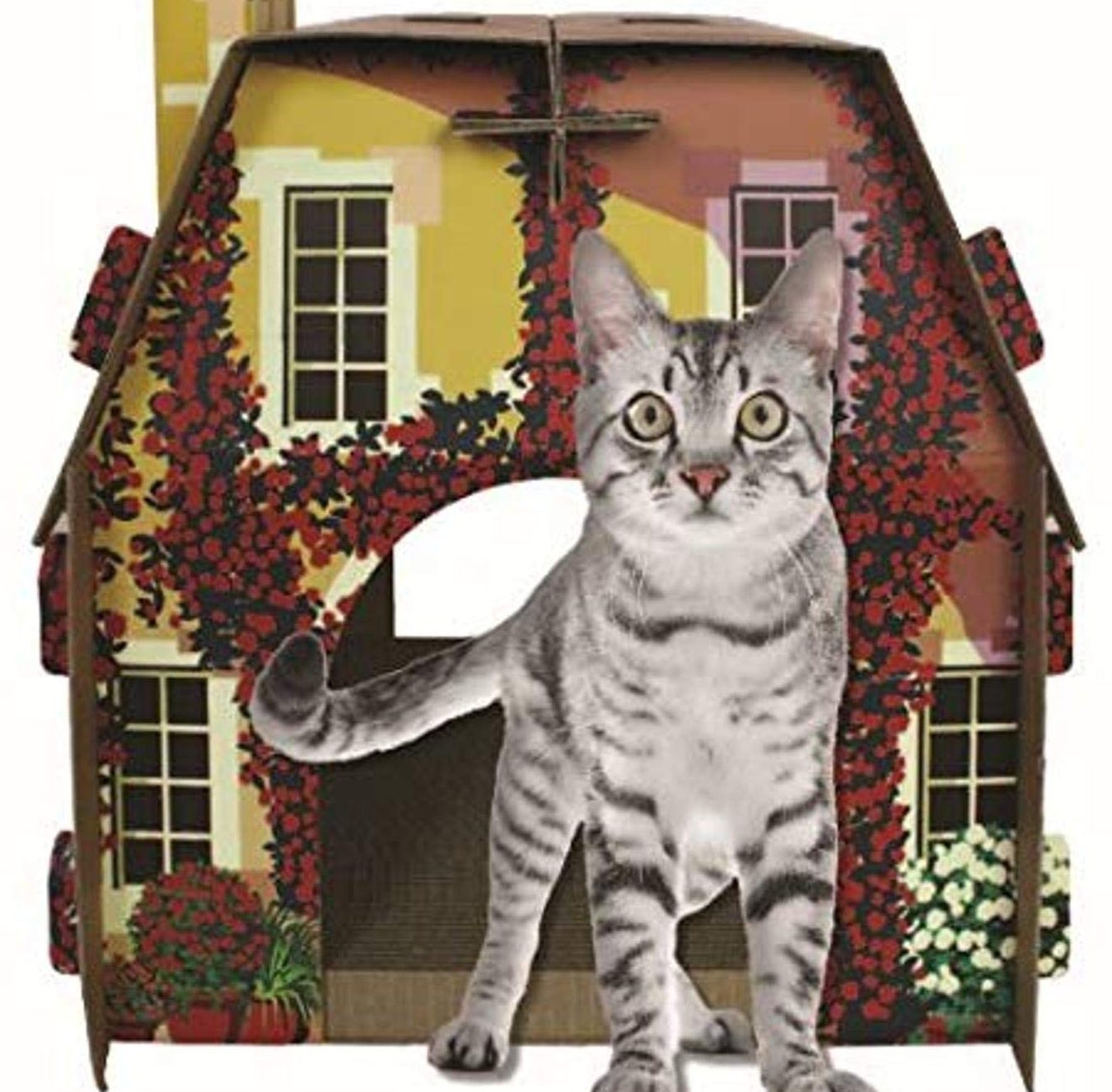 amriey cats house