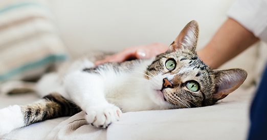 awi home pets care