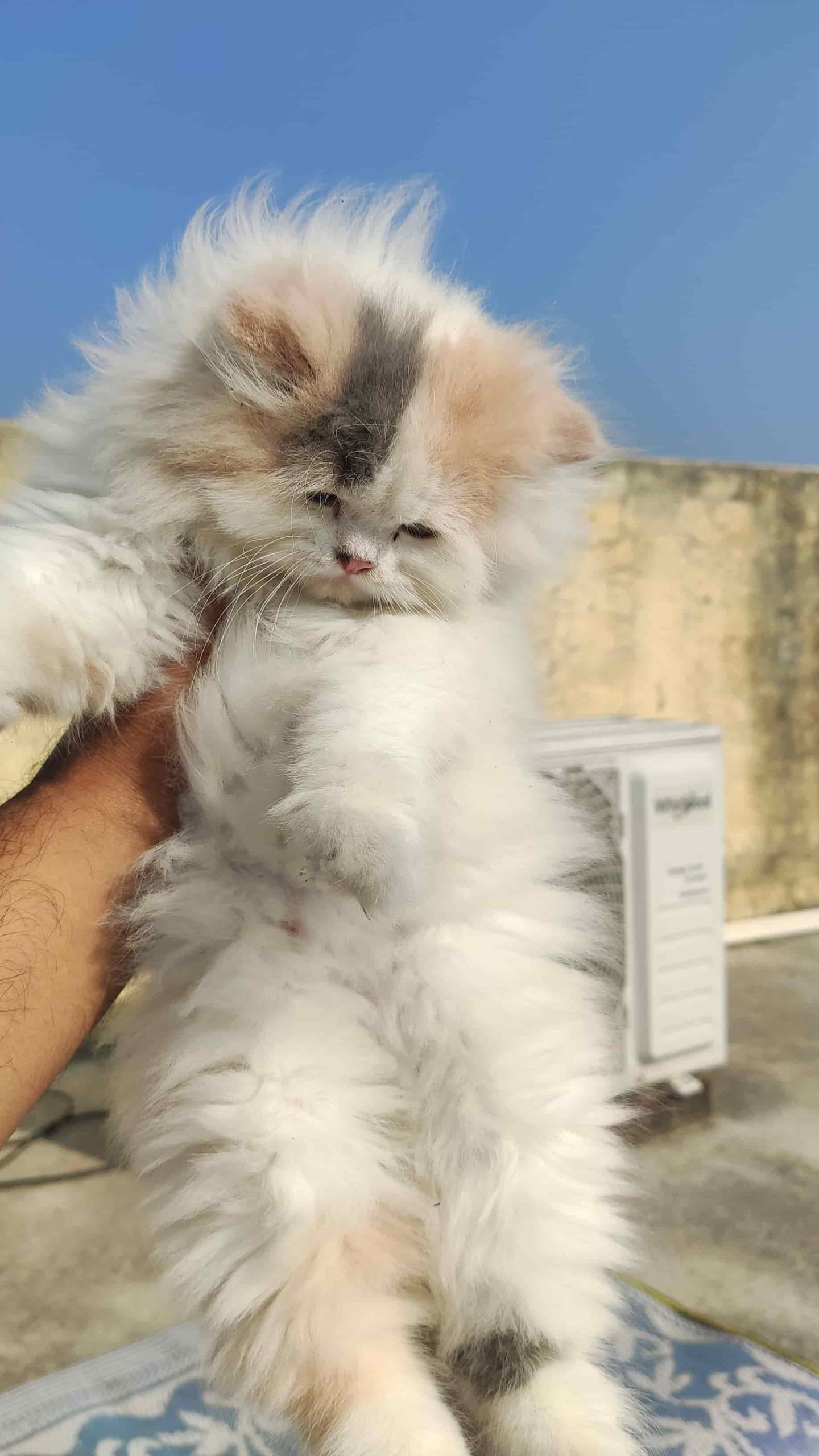 Azim Pet Shop & Cattery 1 azim pet shop cattery scaled