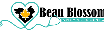 blossom animal clinic