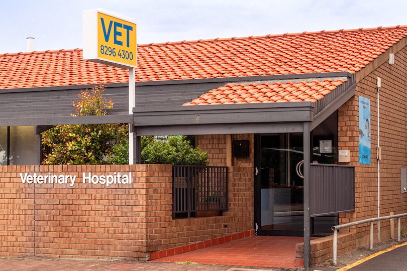 brighton veterinary clinic