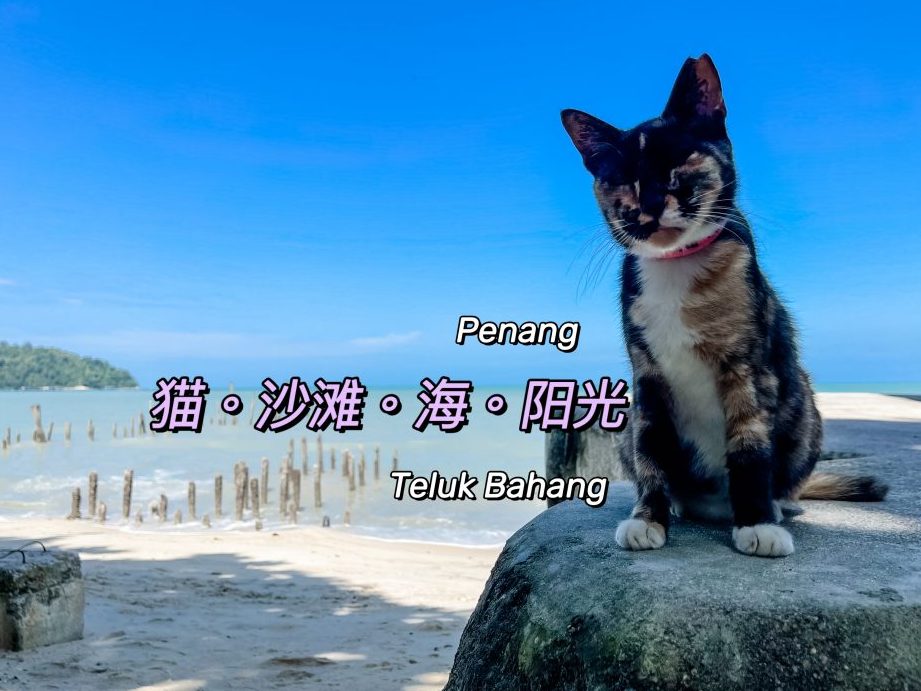 cat beach sanctuary e78cabe6b299e6bba9