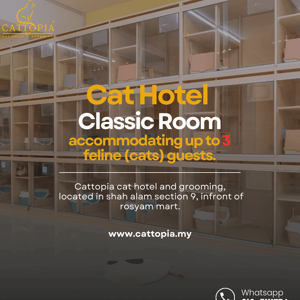 cattopia exclusive cat hotel boarding and grooming in shah alam