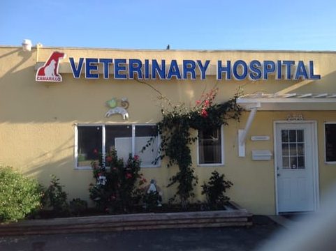 chong veterinary clinic
