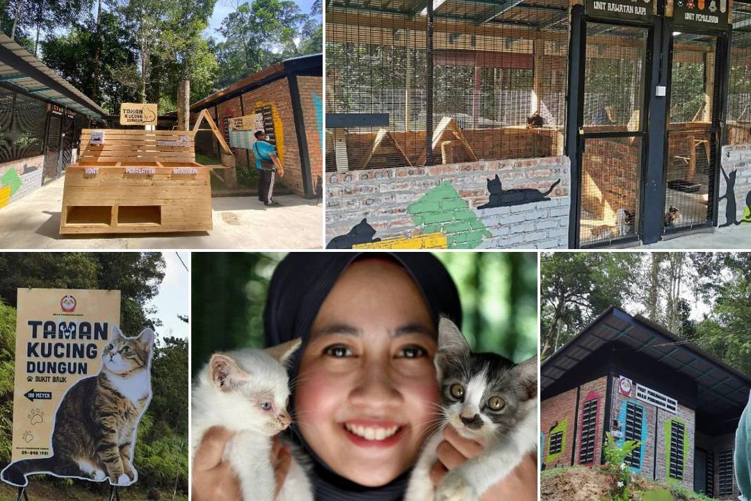 d8aad8a7d985d986 d983d988da86d98adaa0 taman kucing