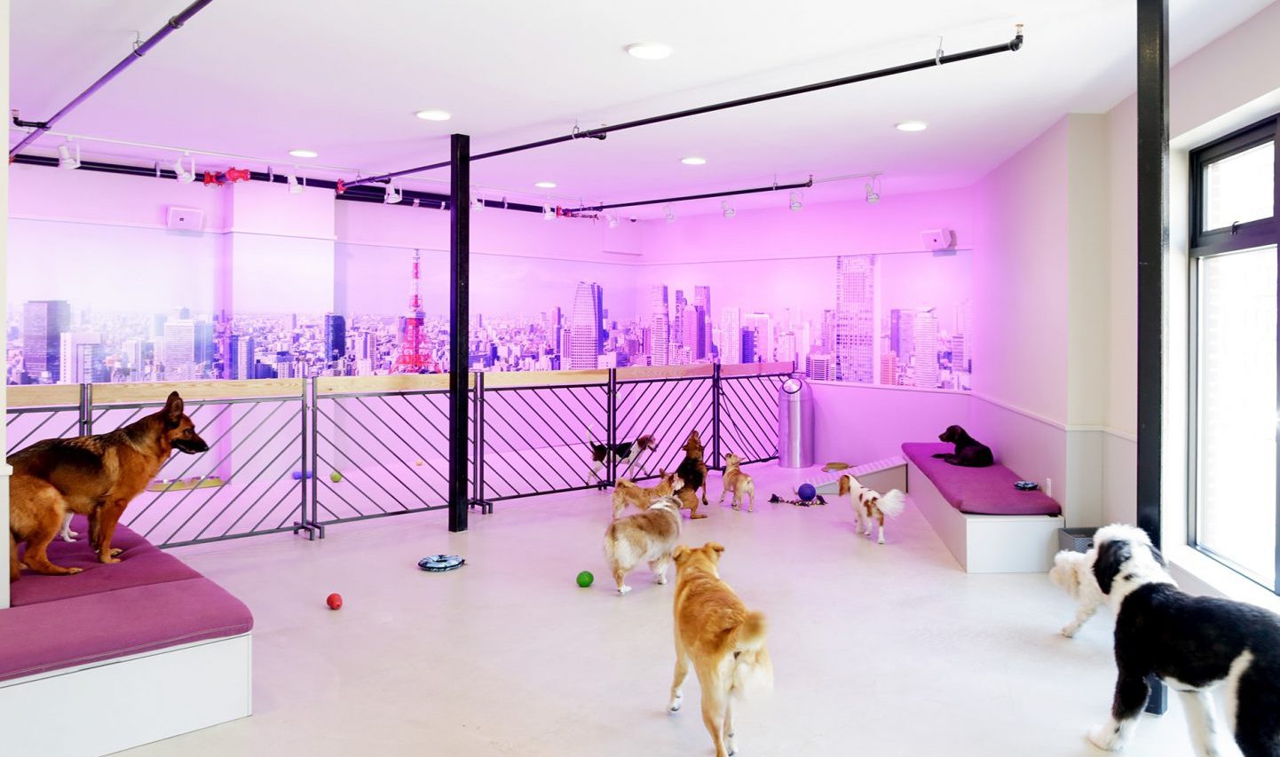 doggy doggy pet grooming hotel