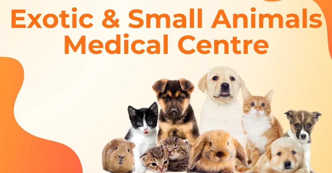 Exotic and Small Animals Medical Centre 1 exotic and small animals medical centre