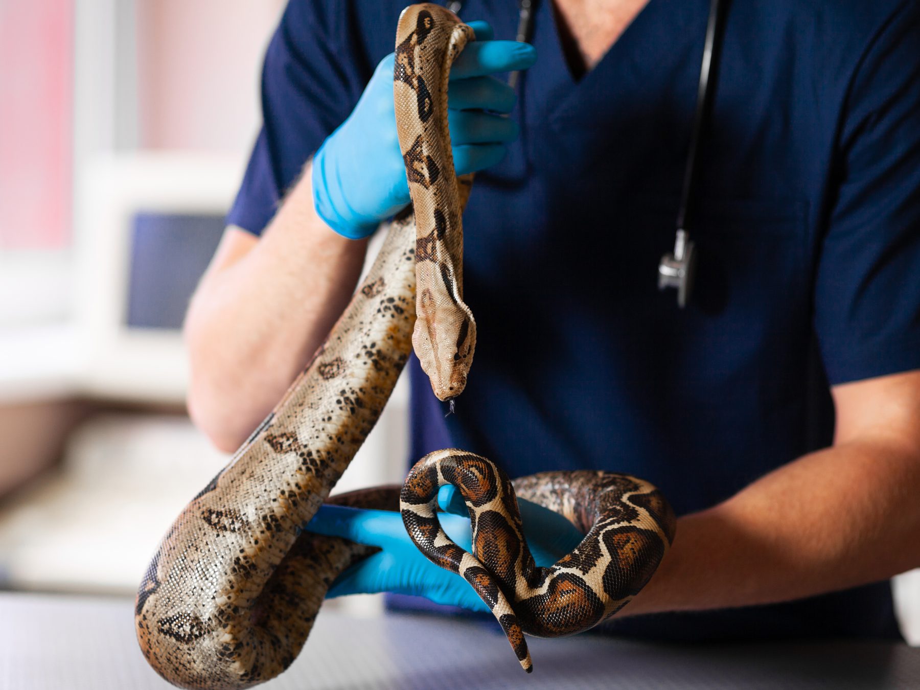 exotic animal veterinary