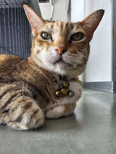 Klinik Veterinar Venu Pet Centre