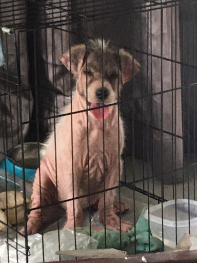 Klinik Haiwan Kampar