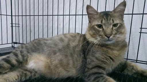 Rofaiman Feline Cottage (Klinik Haiwan Dungun)