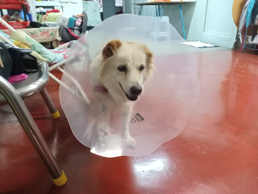 Maxwell Animal Clinic