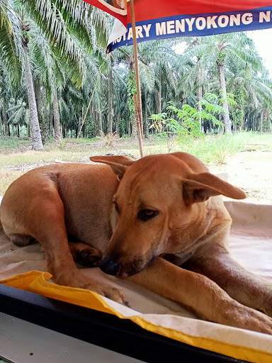 Pejabat Perkhidmatan Veterinar Manjung / Klinik Veterinar Sitiawan