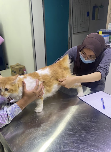 Klinik Haiwan Calico