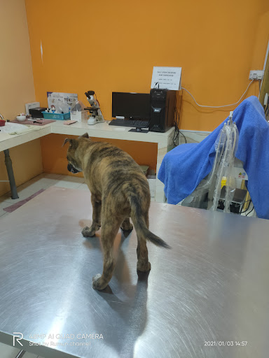 SAMC ANIMAL CLINIC DONGGONGON PENAMPANG