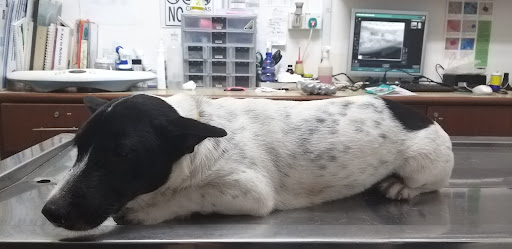 Century Animals Medical Center