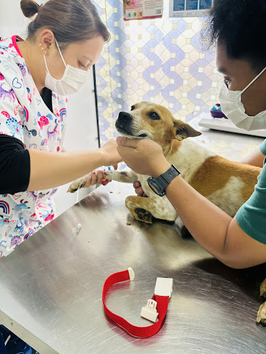 Purple Paws Veterinary Clinic Penampang