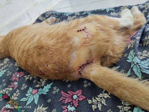 Jphpt Ppg / Jabatan Perkhidmatan Veterinar Penampang