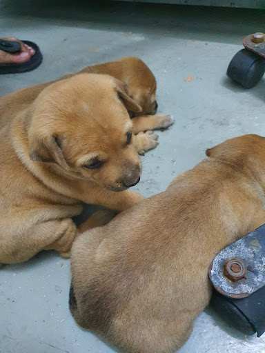 Vet O Vet Animal Medical Centre