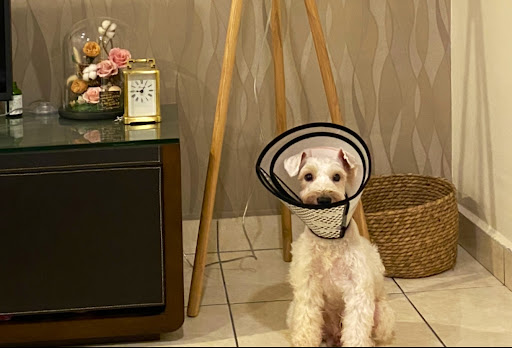 Jesselton Animal Clinic