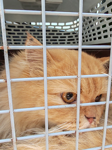 The Little Veterinary Clinic, Bundusan