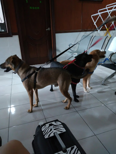 SAMC Animals Centre (Towering)