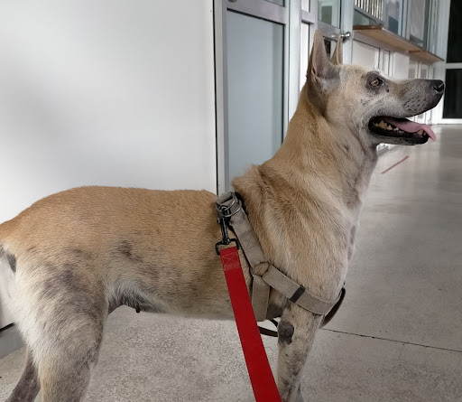 Jabatan Perkhidmatan Veterinar Sabah