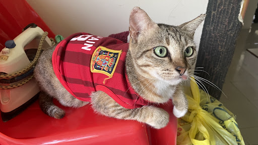 Klinik Haiwan Kota Belud