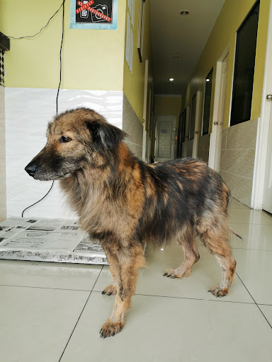 SAMC Animals Centre (Kolombong)