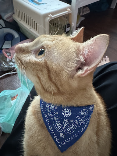Klinik Veterinar UPMS