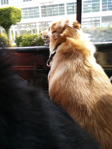 Angel Animal Clinic