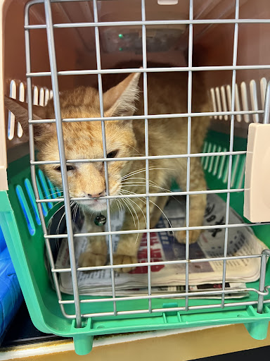 Bettie Veterinary Clinic & Surgery