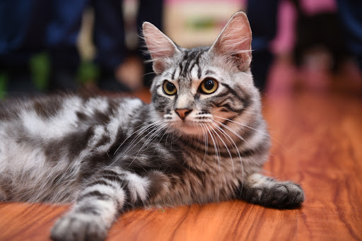 Putra Cat Hotel Service