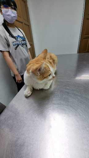 Brighton Veterinary Clinic
