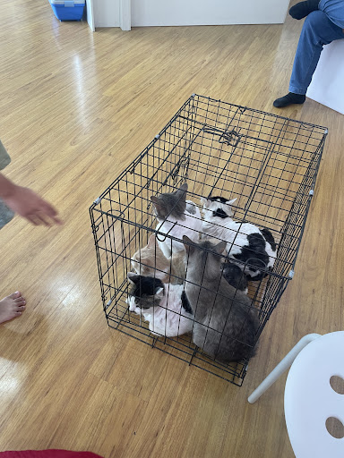 Klinik Haiwan Dr Hawa Vet Ampang