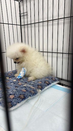 Discovery Veterinary Clinic and Surgery