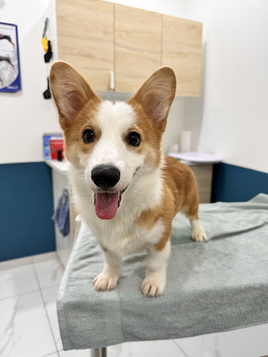 Setapak Veterinary Clinic