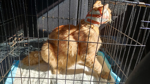 KLINIK VETERINAR TAQWA (KLANG)