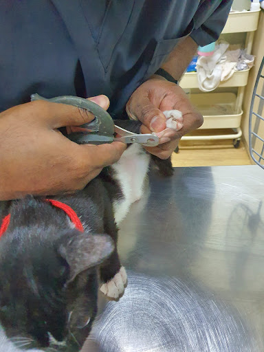 Kitty's Cottage Klinik Haiwan dan Surgeri BANDAR PUTERI KLANG