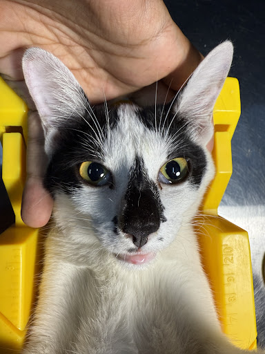 MVET ANIMAL CLINIC AND SURGERY