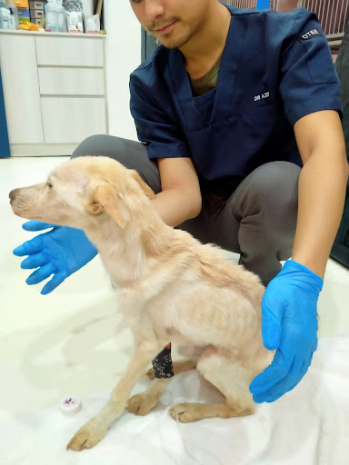 Super Pawers Animal Clinic