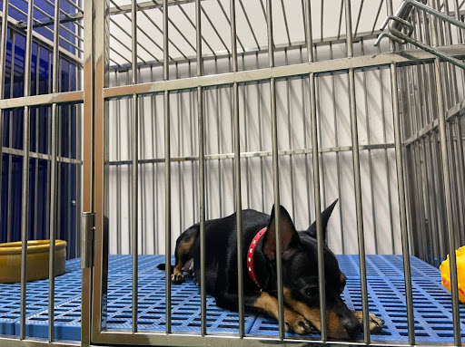 The Pet Family @ Bukit Tinggi