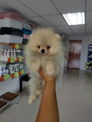 Klinik Haiwan Banting