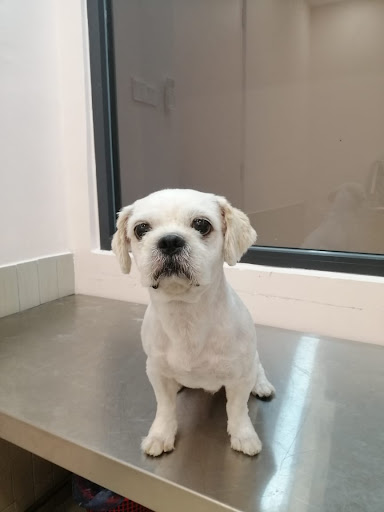 Passionate Animal Clinic Bandar Seri Coalfields