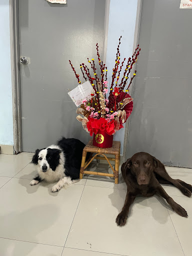 BRP Animal Clinic & Surgery