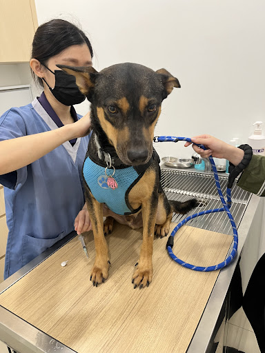 Animed Veterinary Center Damai