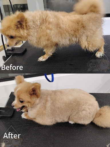 Doggy Doggy Pet Grooming Hotel