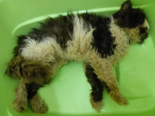 KatzGroomer - Grooming, Boarding, Mating Cat Cheras