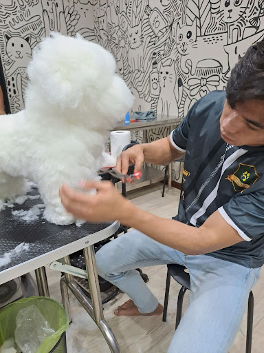 Purrfection Catz Grooming Academy
