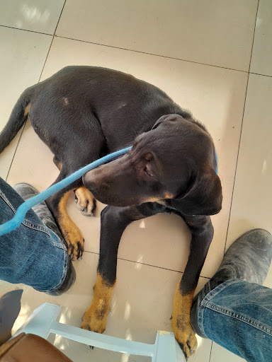 Animed Veterinary Center